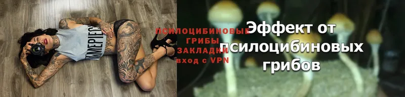 Псилоцибиновые грибы Psilocybe  Карабаново 